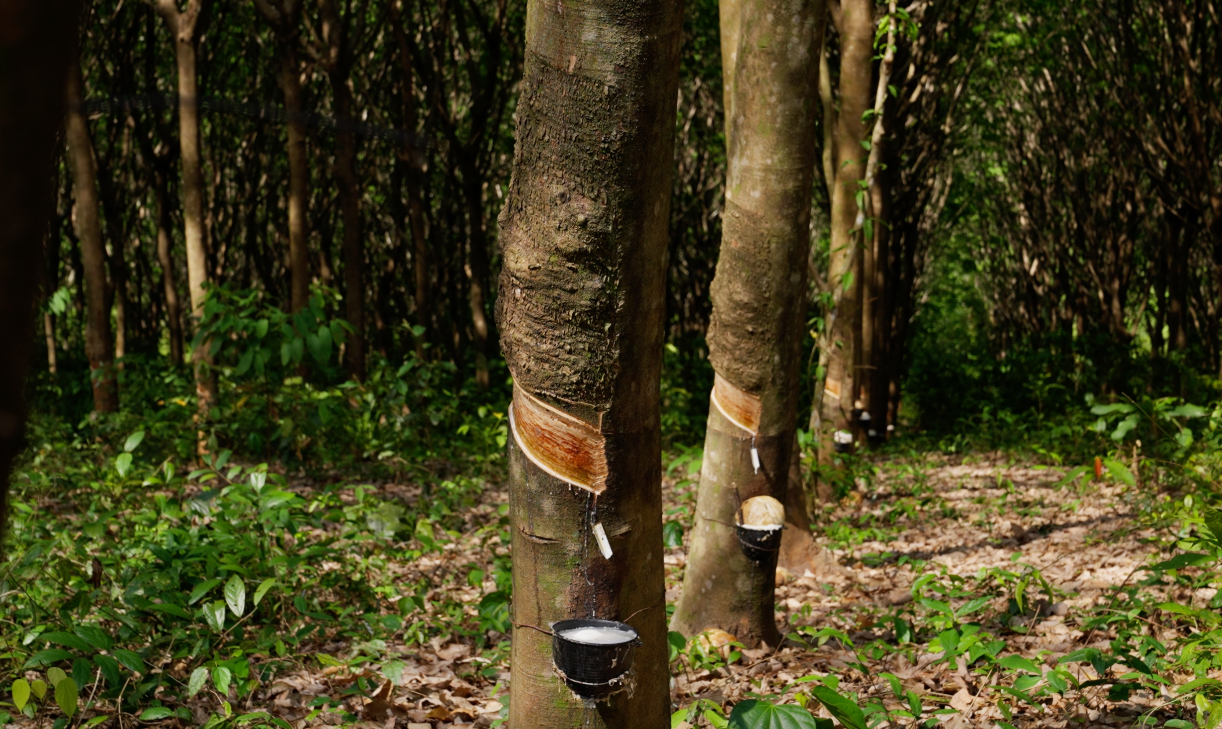 Rubber Tree Log The Search For The Rubber Trees – Flipslide